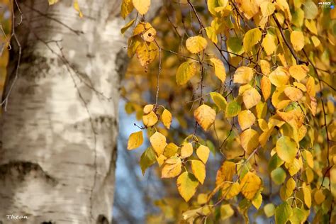 Yellow, birch, autumn, Leaf - Nice wallpapers: 2048x1365