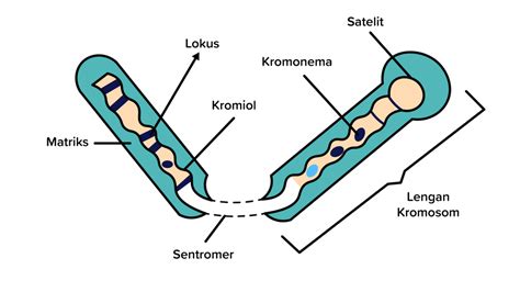 Kromosom Fungsi Dan Bagian Kromosom Gambar Bentuk Tipe Dan Jumlah | Porn Sex Picture