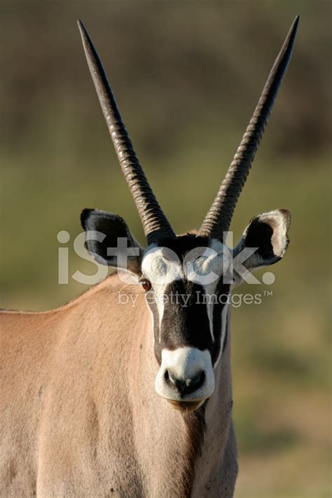 Gemsbok Antelope Stock Photo | Royalty-Free | FreeImages