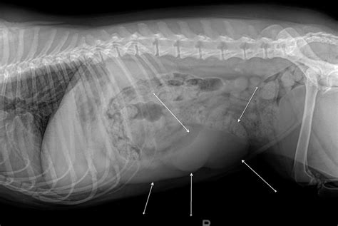 Digital Radiography - Vernon Hills Animal Hospital - Mundelein, IL