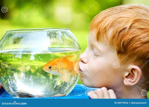 Boy with goldfish stock photo. Image of family, nature - 28979052