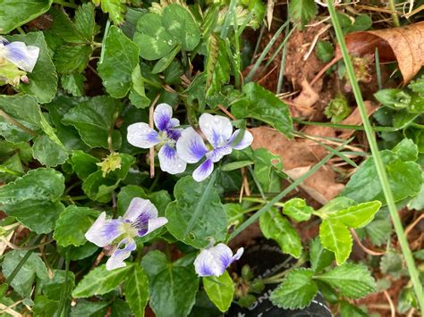 Wild Violets 5 Edible Medicinal Spring Plants Meadow Violets - Etsy