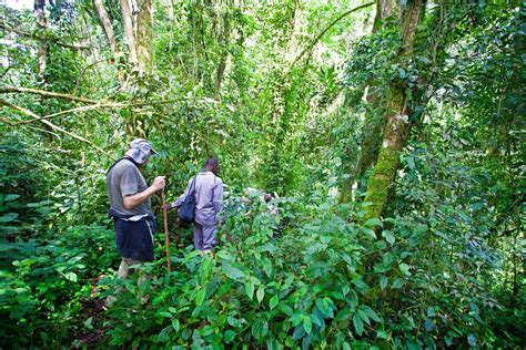 Bwindi impenetrable Forest National Park | African Quest Safaris