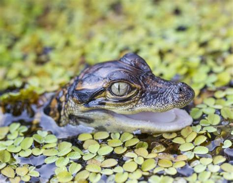 An adorable baby alligator peaks its head out of the water. Cute Funny Animals, Fauna, Bearded ...