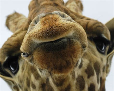 Giraffe - Wild Animals Photo (2614055) - Fanpop