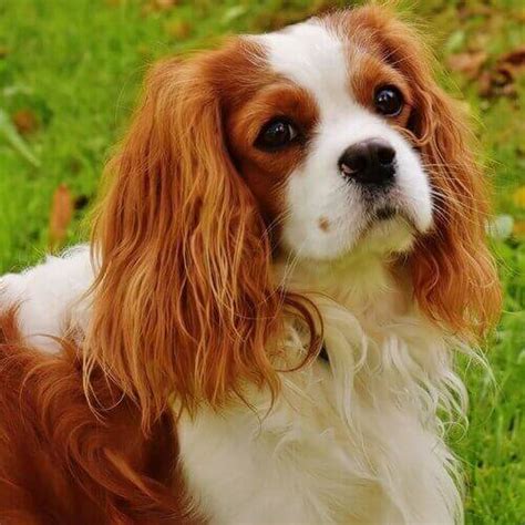 Cavalier King Charles Spaniels Care | VIDA Veterinary Care