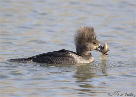 Female Hooded Merganser With A Weather Loach – Feathered Photography