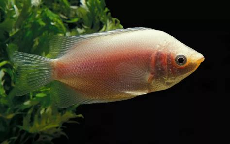 Kissing Gourami Care: Complete Guide for Beginners - AquariumNexus