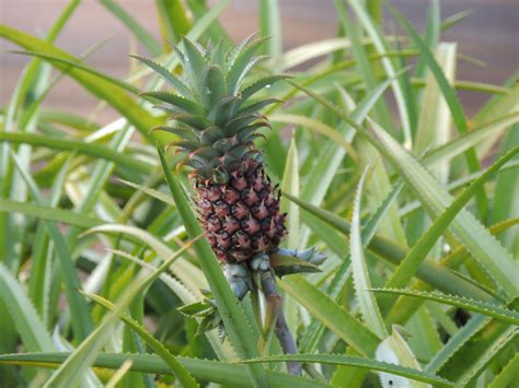 Pineapple Plant Free Stock Photo - Public Domain Pictures