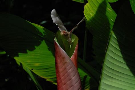 Gallery: Leaf-Living Bats | Live Science