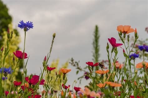 Summer Meadow Flower Background - Free photo on Pixabay - Pixabay