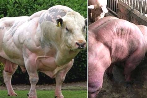 Inside the mutant 'double muscle' pigs & cows being bred to ward off bacon & beef shortages ...