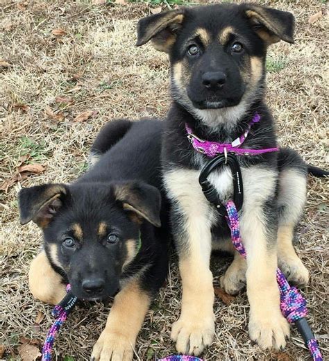 Cuties! German Shepherd Names, German Shepherd Puppies, German ...