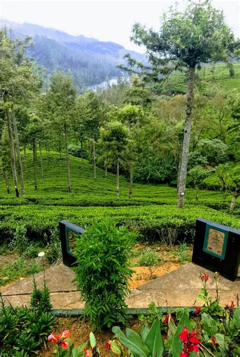 Best Things to do in Nuwara Eliya, Sri Lanka | The Stupid Bear