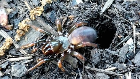 Gorgeous Trapdoor Spider In My East Tennessee Garden! : r/spiders