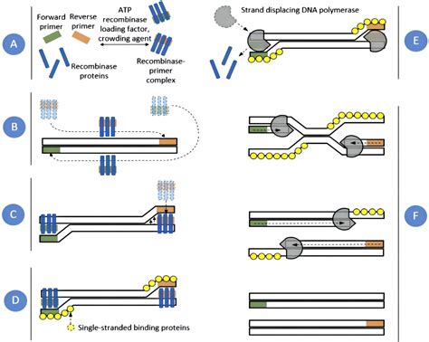 Frontiers | Recent advances in recombinase polymerase amplification ...