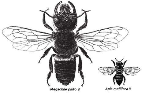 Rediscovered: The world's largest bee | A Moment of Science - Indiana ...