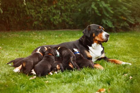 Mastitis in Dogs | Great Pet Care