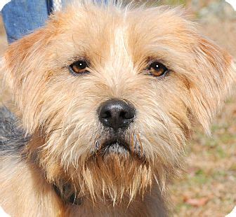 FUZZ(GENTLE-CALM-ADORABLE!!) | Adopted Dog | Wakefield, RI | Wheaten Terrier/Border Terrier Mix