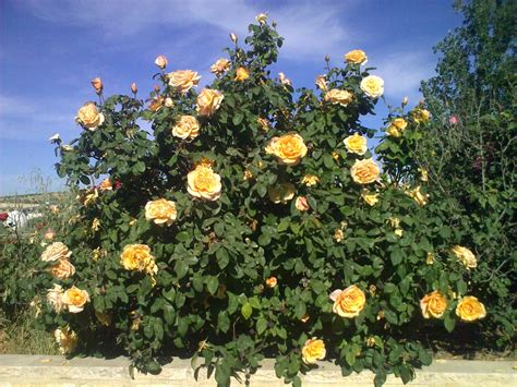 Yellow Rose Bush | Rose like flowers, Rose bush, Planting roses