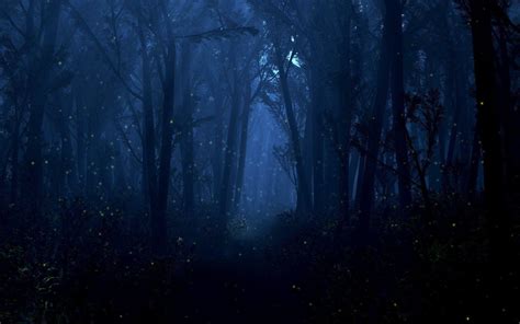 Night Forest Wallpapers - Wallpaper Cave