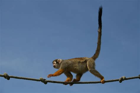 Free photo: Long Tail Monkey - Ape, Long, Monkey - Free Download - Jooinn