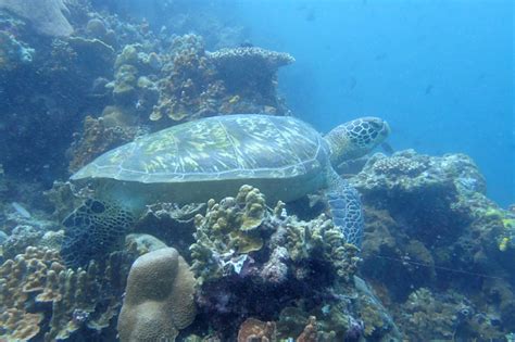 Penyu Hijau (Chelonia mydas) - Balai Taman Nasional Bunaken