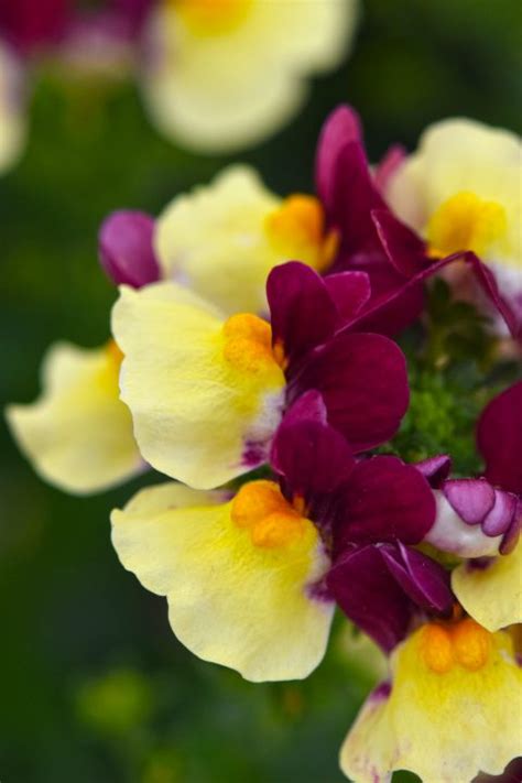 Nemesia-Escential-Raspberry-Lemonade-002 - PlantHaven International