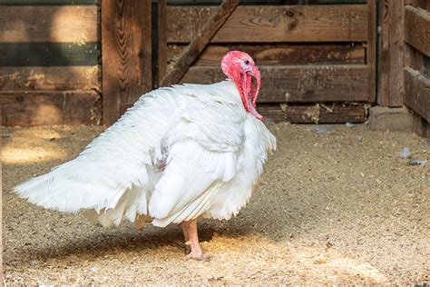 Top 9 Turkey Breeds Found on Farms Across the United States - Farm Flavor