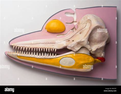 Model of a dolphin's skull and anatomy of the head Stock Photo - Alamy