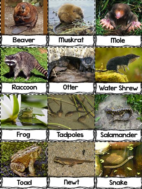 A Traveled Teacher: Life Science - Adopt a Pond Pet Pre-k Science, Science Unit Studies ...