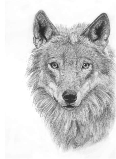 Old - Wolf Portrait by recycled-batteries on deviantART