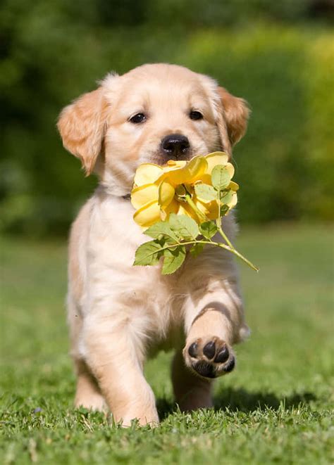 [100+] Adorable Puppy Pictures | Wallpapers.com