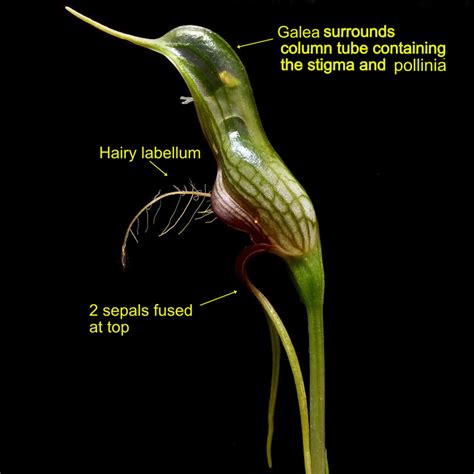 Plain but Ingenious Greenhood Orchid