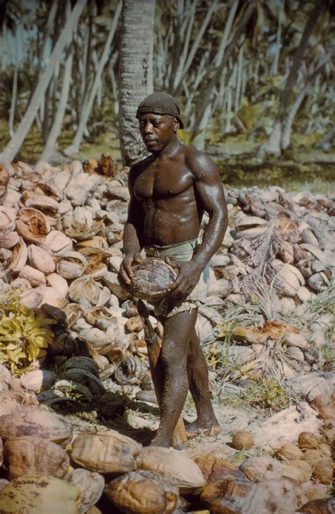 A Chagossian and his final coconut harvest ~ The Chagossians (also ...