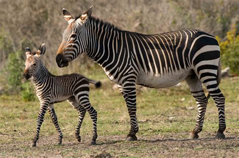 Saving Stripes - The Cape Mountain Zebra - The Table Mountain Fund