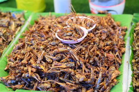 Deep-fried-crickets-1200 - Honey Bee Suite