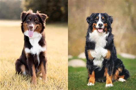 Australian Shepherd Bernese Mountain Dog Mix: Info, Pictures, Facts ...