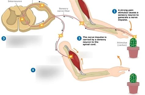 three neuron ipsilateral reflex arc 2 Diagram | Quizlet