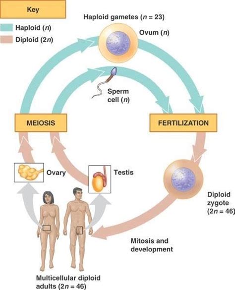 Human Bio: Unit 4 Compendium Review: Reproduction