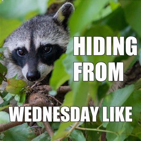 25 Cute Wednesday Memes To Make You Smile On Hump Day