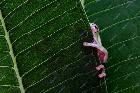 Premium Photo | Dumpy frog litoria caerulea on branch, dumpy frog on ...