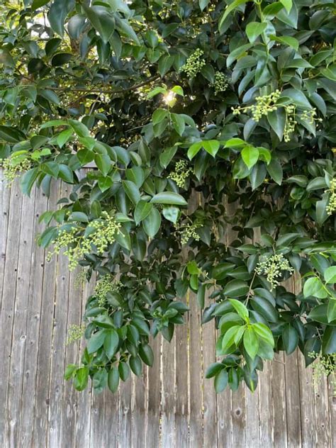 5 Important Reasons to Not Plant Ligustrum (Privet) - Native Backyards