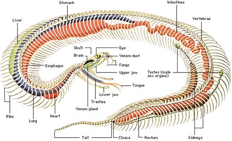 Snake Skeleton Anatomy gif by sledman8indy | Photobucket