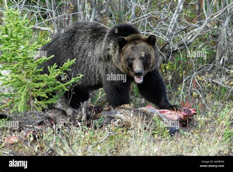 Grizzly Bear Vs Moose