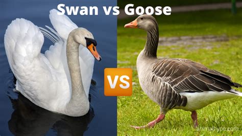 Swan vs Goose - What is the difference? - Animal Hype