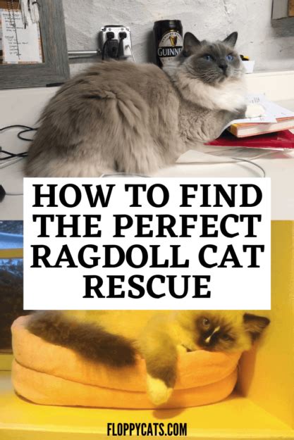 Ragdoll Cat Rescue: Find a Ragdoll Cat Rescue For Ragdoll Cat Adoption