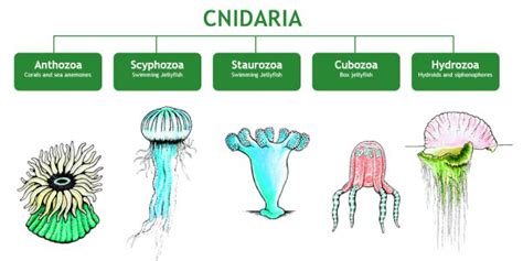 Phylum Coelenterata - Definition, Characteristics, Classification, Examples - GeeksforGeeks