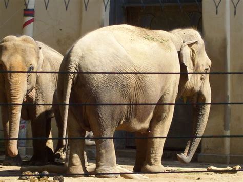 antwerpen zoo | Elephant, Animals