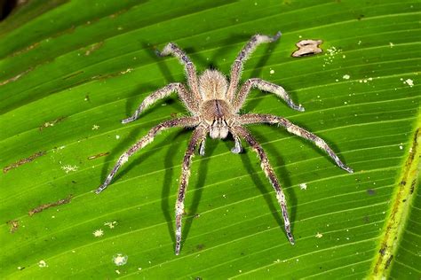 The Most Dangerous Animals Of The Amazon Rainforest - WorldAtlas